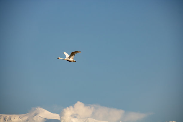 一只天鹅在天空中飞翔图片下载