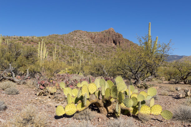 五颜六色的仙人掌和仙人掌在亚利桑那州的巨大洞穴附近图片下载
