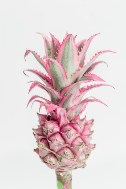 观赏菠萝红色迷你花。靠近一个热带花每个茎，从上面看。图片下载