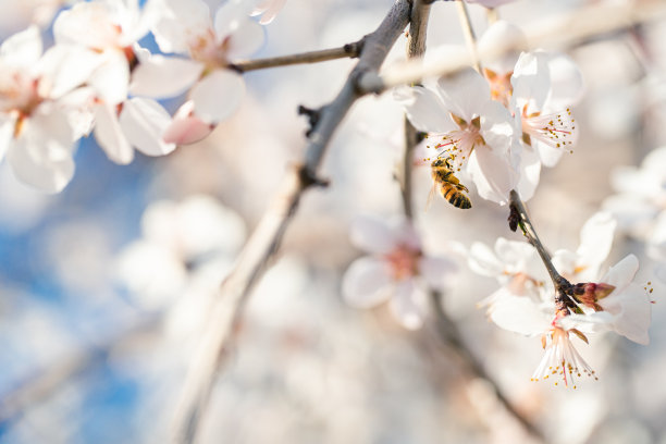 春天樱花盛开图片下载