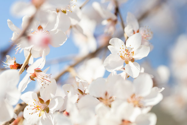 春天樱花盛开图片下载