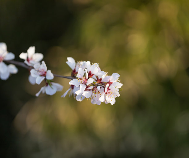 春天的花朵特写图片下载