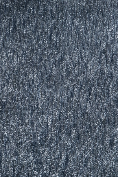 鸟瞰积雪覆盖的树木。图片下载