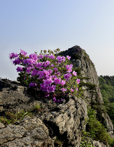 皇家杜鹃花盛开图片下载