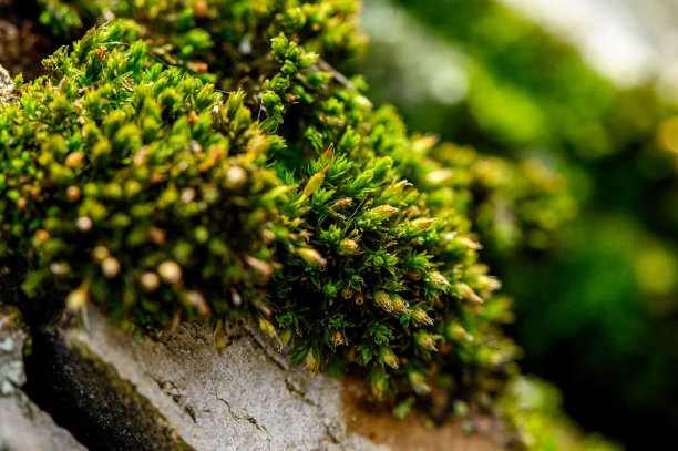 长满青苔的树干在森林中，选择性聚焦存量照片图片下载