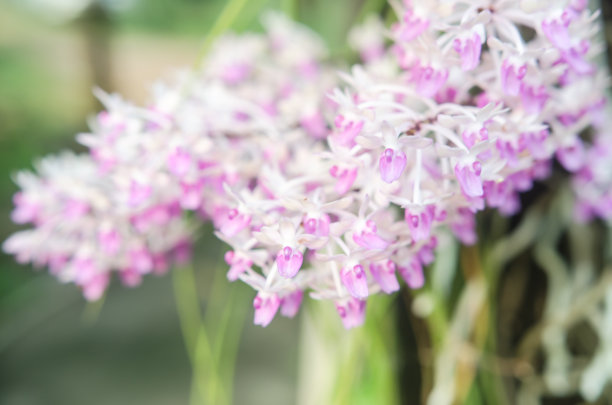 粉色野生兰花的美丽图片下载