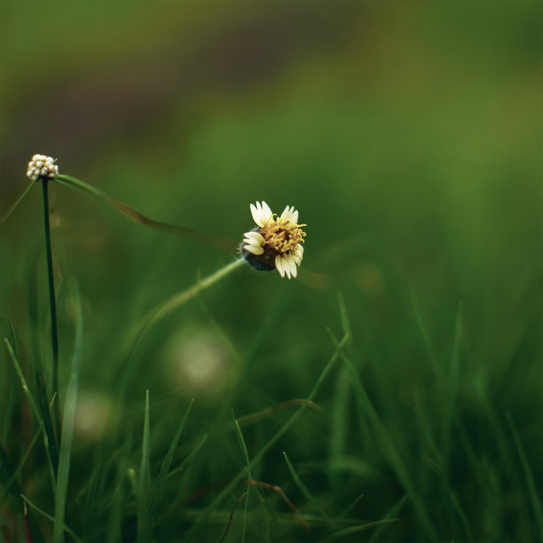 三棱草是一种白色和黄色的野花。图片下载