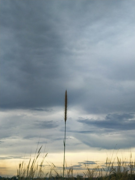一朵花茎和一朵黑云图片下载