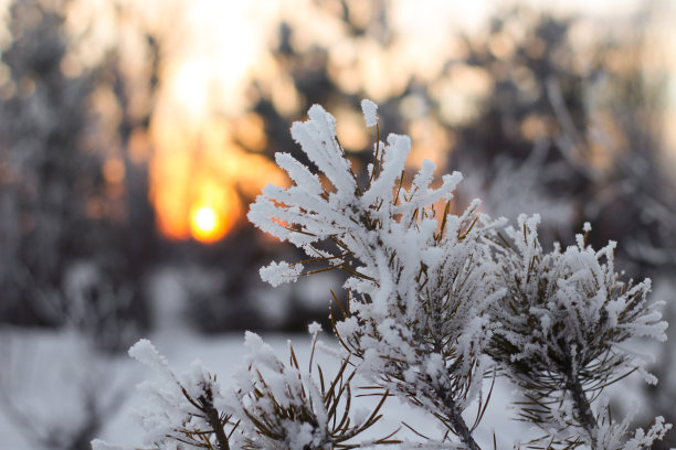 松树树枝上覆盖着白霜和雪在冬天日落拂晓图片下载