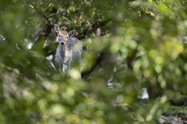 落叶间的母鹿(哒哒)图片下载