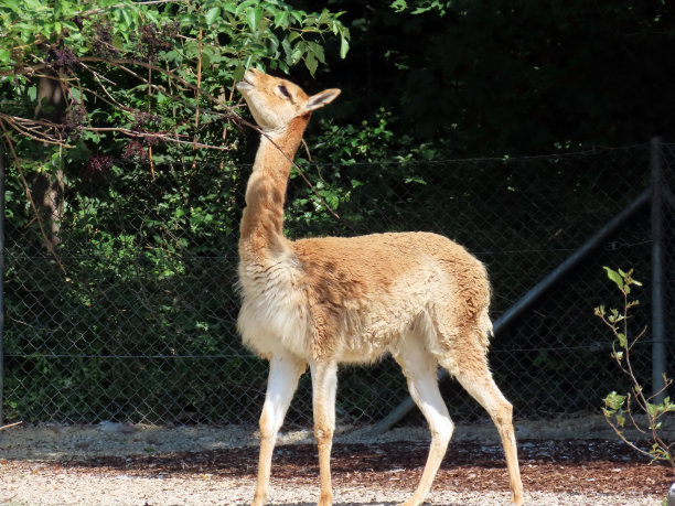 瓜纳科(旧guanicoe或旧ganicoe)， Das Guanako, Huanako或Gvanako图片下载