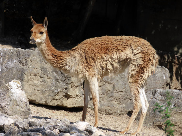 瓜纳科(旧guanicoe或旧ganicoe)， Das Guanako, Huanako或Gvanako图片下载