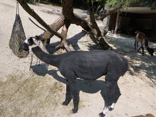 羊驼 （维库尼亚帕科斯 - 喇嘛帕科斯）， 阿尔帕卡或阿尔帕加图片下载