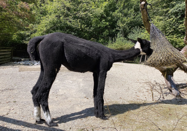 The vicuña (Vicugna Vicugna)、Vicuna, Vigogne小羊Vikunja or vicuña图片下载