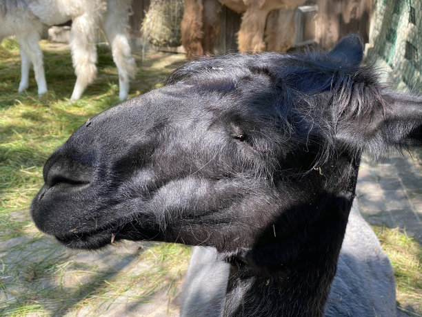 The vicuña (Vicugna Vicugna)、Vicuna, Vigogne小羊Vikunja or vicuña图片下载
