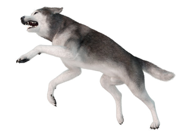 3D插图西伯利亚哈士奇狗在白色图片下载