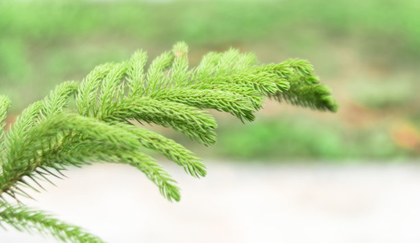 松树的分支图片下载