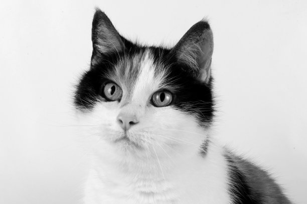 黑白头像的美丽三色猫图片下载