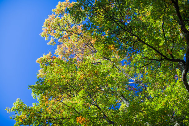 纽约北部美丽的秋色图片下载