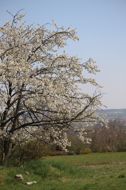 树在春天图片下载