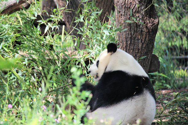 熊猫图片下载