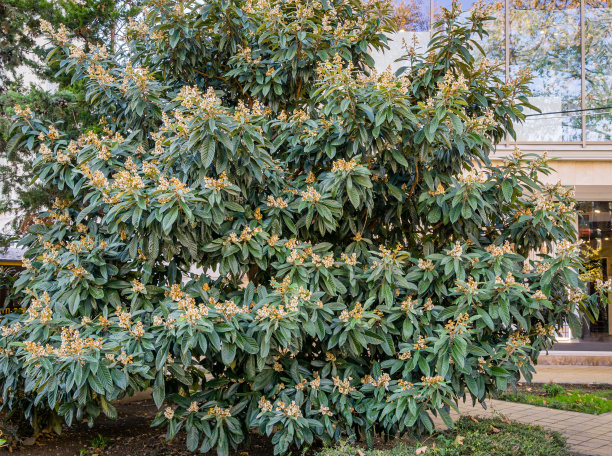 美丽的樱花日本枇杷(枇杷Japonica)在秋季索契城市公园。图片下载