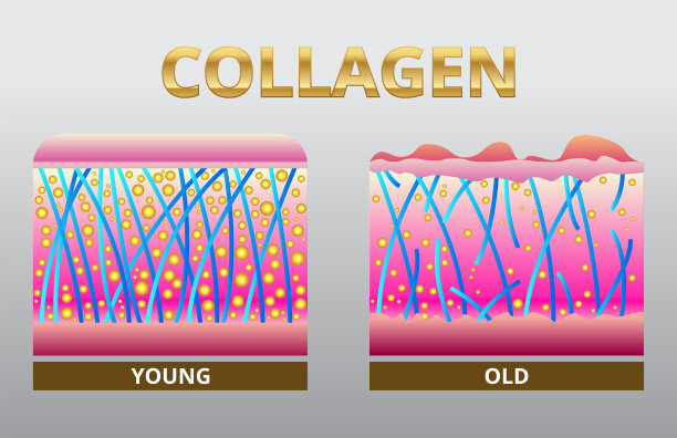 胶原蛋白，保护皮肤的载体设计，年轻人和老年人的比较。图片下载