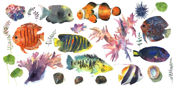 卡通鱼与花卉手绘水彩装饰设计。五彩缤纷的集合。海底世界图片下载