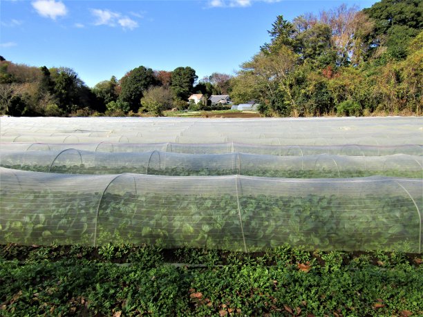 日本。12月。下一个蔬菜收获季节将在一月份。图片下载