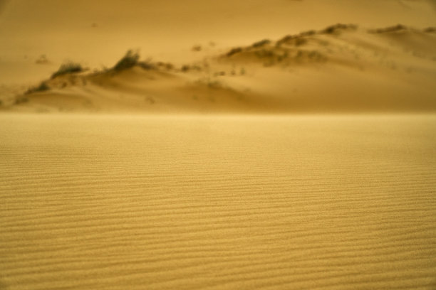沙滩上有人类的脚印。裂缝和沙丘。草和树在沙漠之后。图片下载
