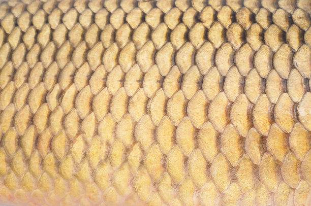 鱼鳞。图片下载