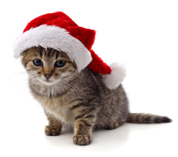 小猫在圣诞节。图片下载