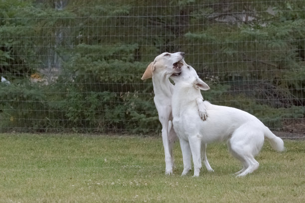 狗公园嬉戏图片下载