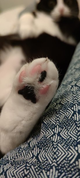 猫爪印图片下载