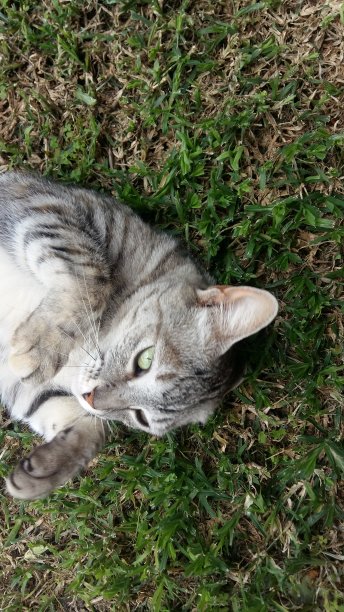 猫在她的背上放松图片下载