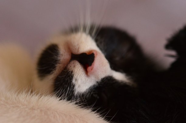 这是一只黑白相间的猫的口吻图片下载