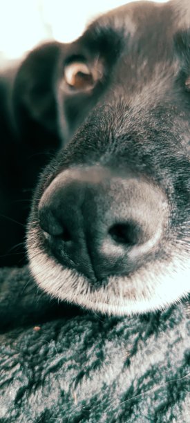 靠近狗的鼻子图片下载