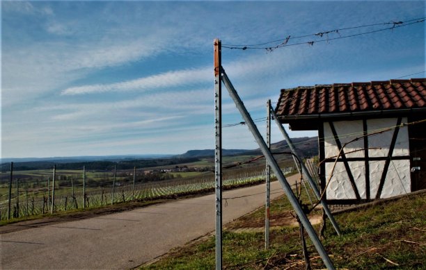 葡萄园图片下载