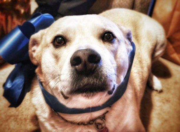 蓝色蝴蝶结图片下载