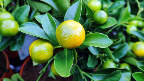 黄绿色生橘子图片下载