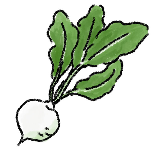 芜菁插图水彩图片下载