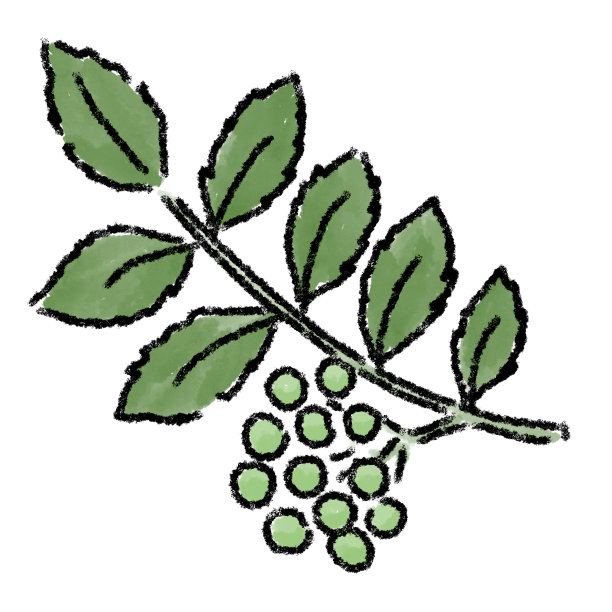 日本胡椒插图水彩图片下载