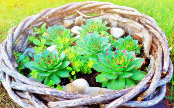 壳牌与肉质植物图片下载