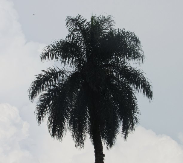 莫里切棕榈(buriti)的影子拍摄的反云图片下载