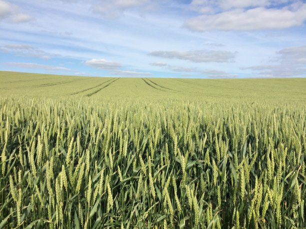 场、小麦图片下载
