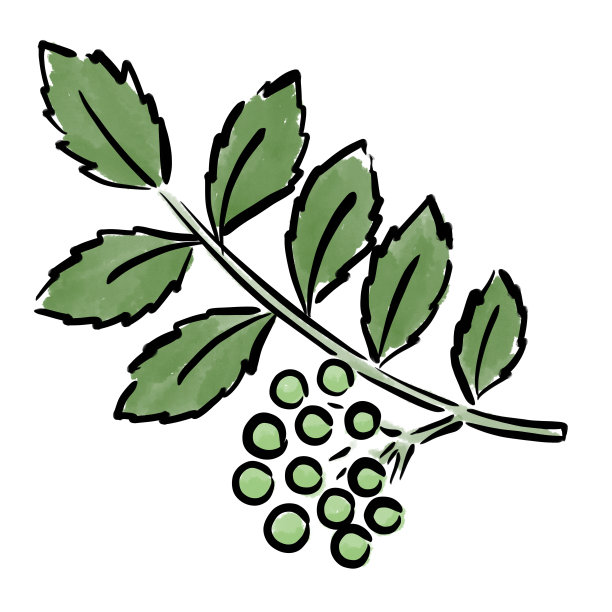 日本胡椒插图水彩图片下载