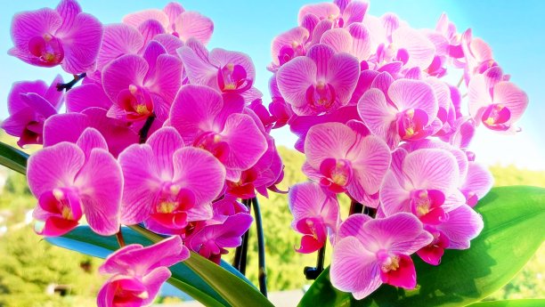 兰花,独特的美丽图片下载