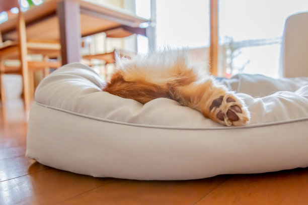 腊肠犬的腿爪，有白色垫子图片下载