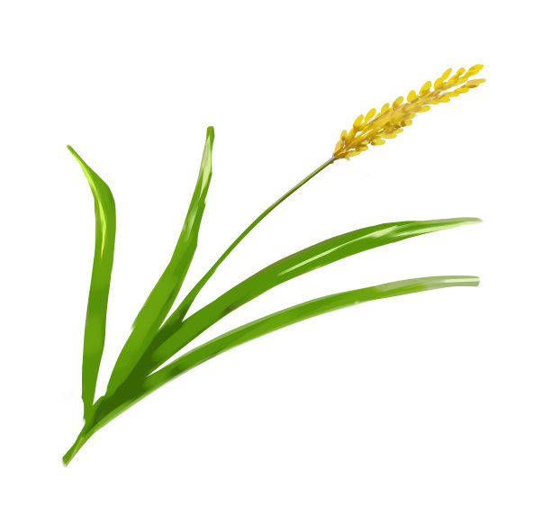 国内大米收获。图片下载