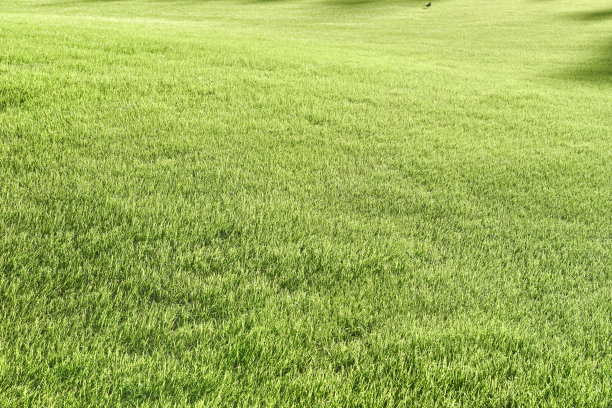 美丽的绿草图片下载